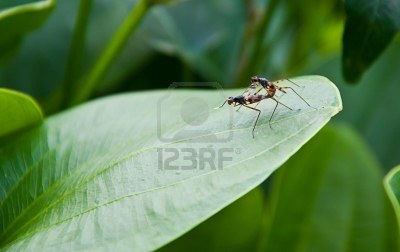 2insectes.jpg